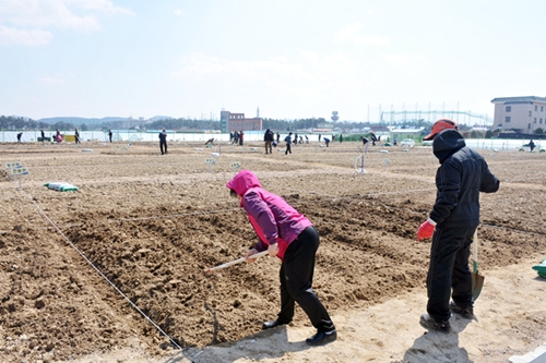 지난 3월 24일에 포스코켐텍 주말농장을 분양 받은 청림동 지역주민이 파종하고 있다.