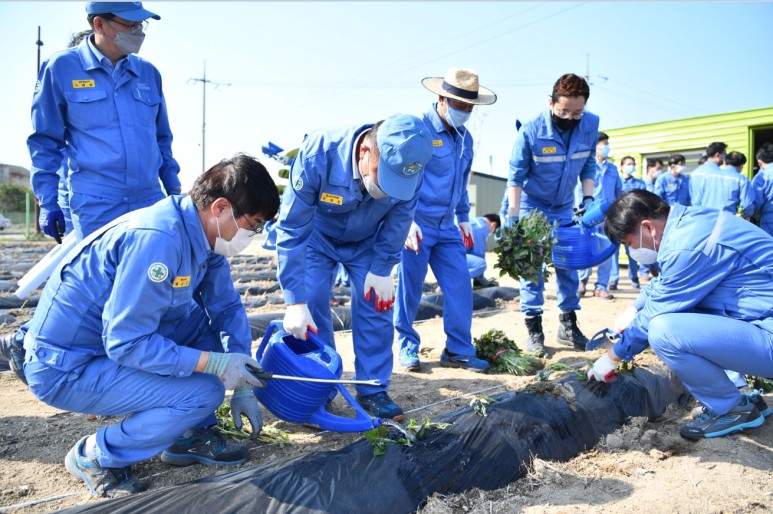 직원들이 심은 고구마 줄기에 물을 주는 모습