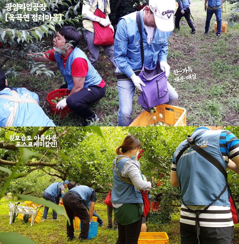 광양라임공장 직원들이 매마을인 옥곡면 점터마을을 찾아 광양 특산품 매실을 수확하는 모습